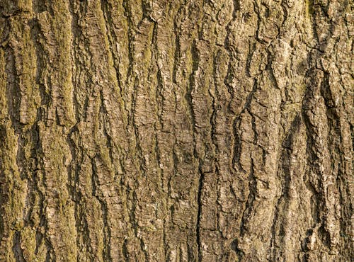 ağaç, ağaç gövdesi, ağaç kabuğu içeren Ücretsiz stok fotoğraf