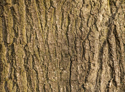 Foto d'estoc gratuïta de arbre, bagul, escorça