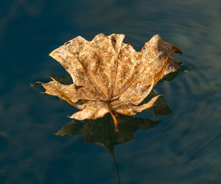 Fallen Maple Leaf Floating On Water Surface