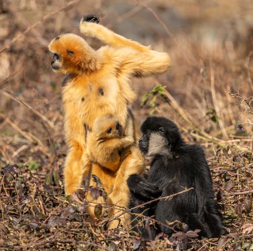 Free Nature scene of Golden Snub-nosed Monkeys in the wild, showcasing interaction and family dynamics. Stock Photo