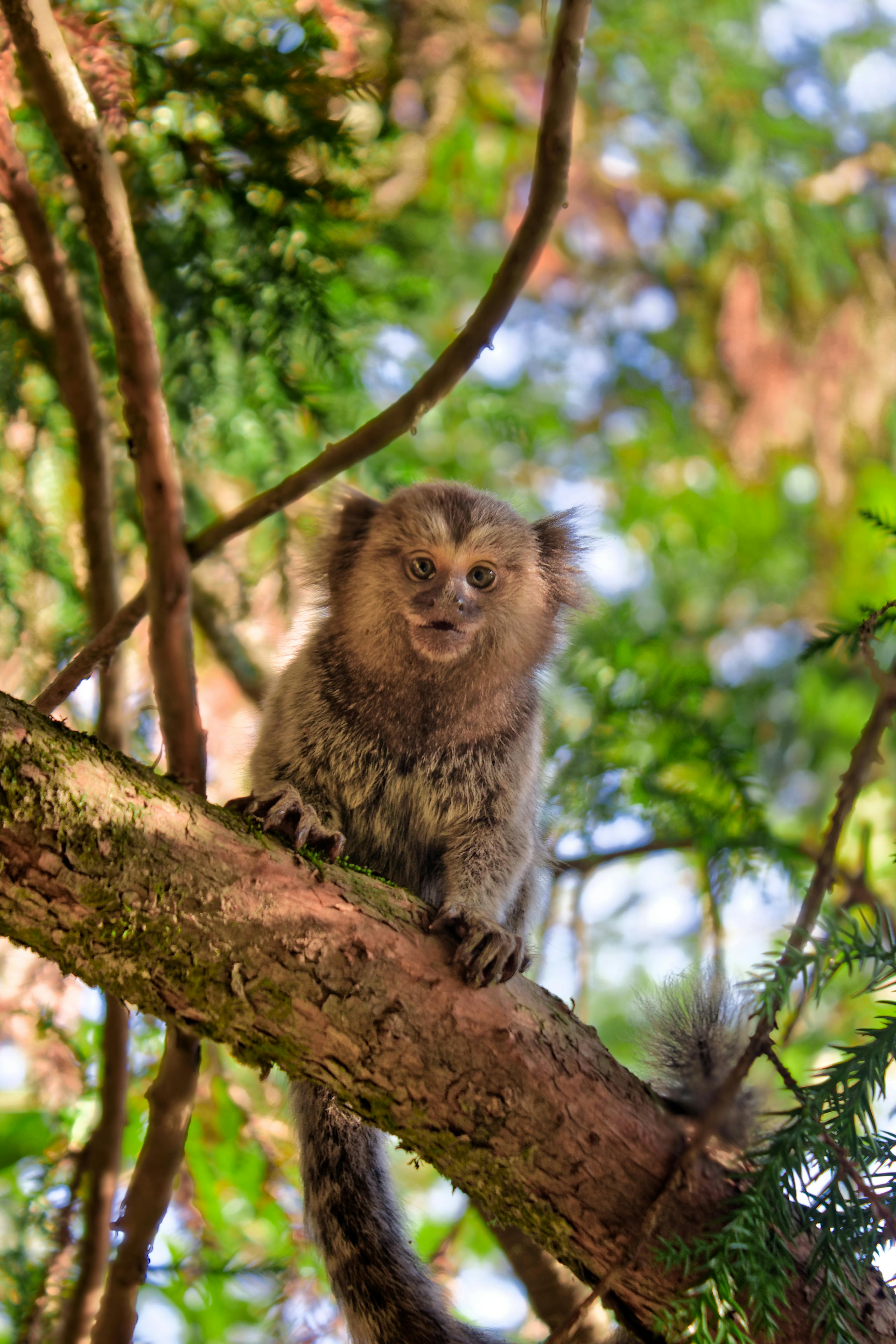 Adorable marmoset monkey perched on a tree branch in a vibrant forest.