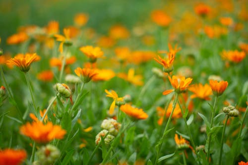 Free stock photo of flowers, summer