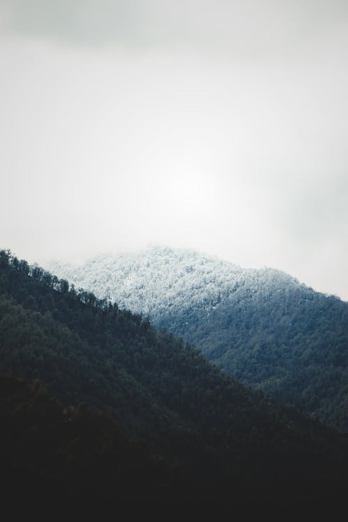 Mountains in Evergreen Forest 