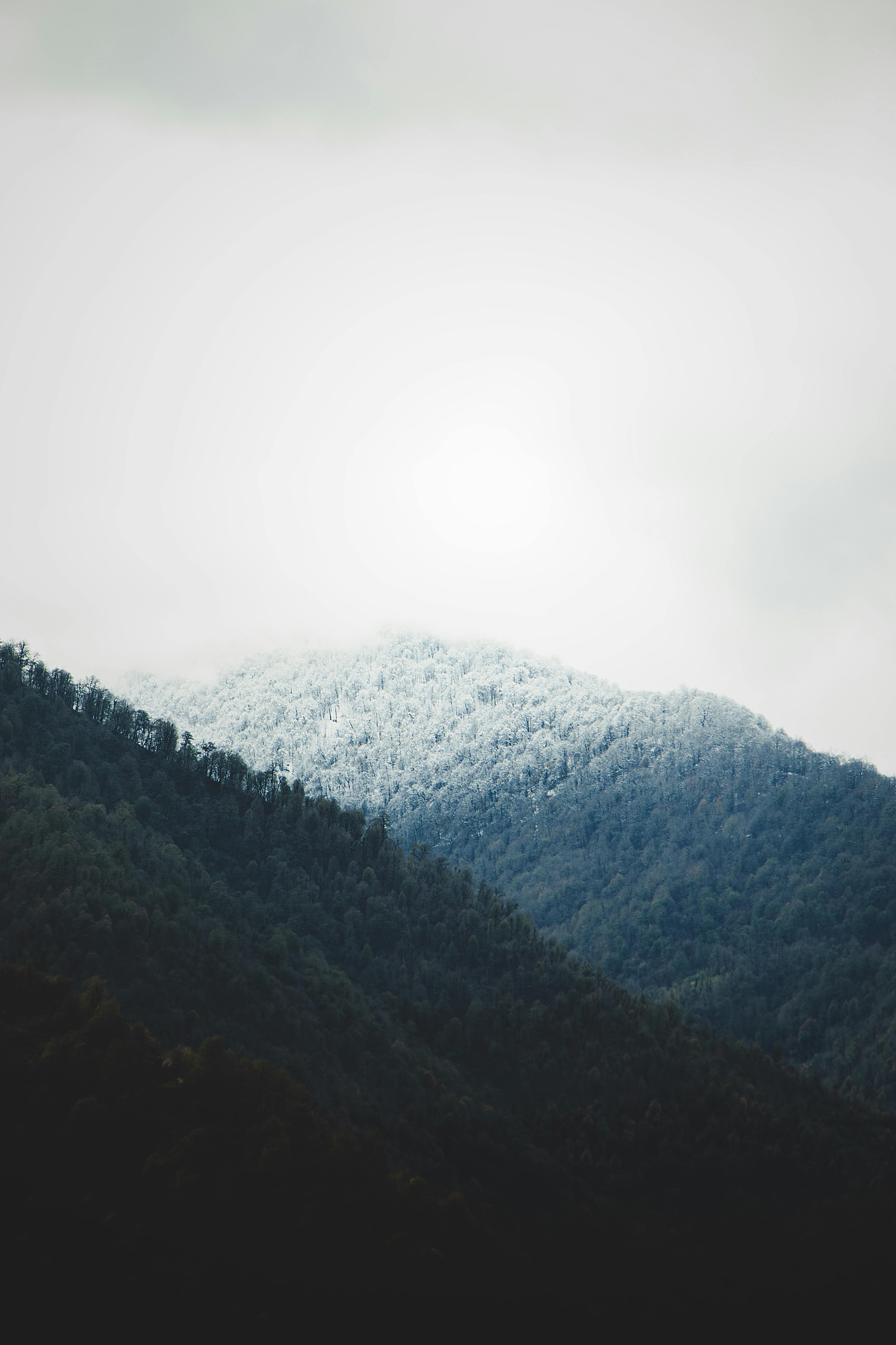 Floresta minimalista, forest, minimal, mountains, nature, HD