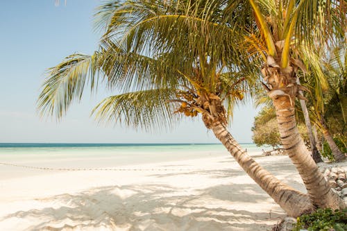 免费 海滨与椰子树在白天的蓝蓝的天空下 素材图片