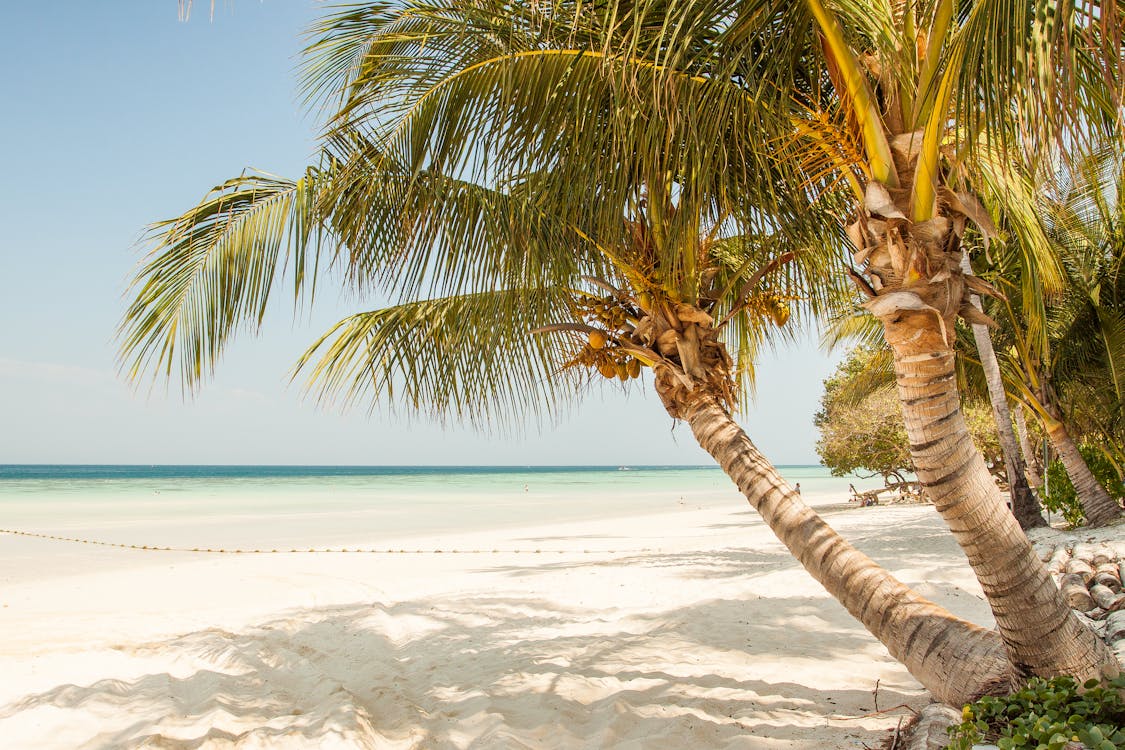 A beach view with palm trees.