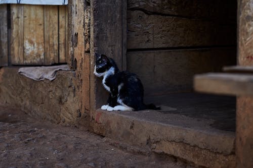 Kitten Sitting on the Threshold of a Farm Building