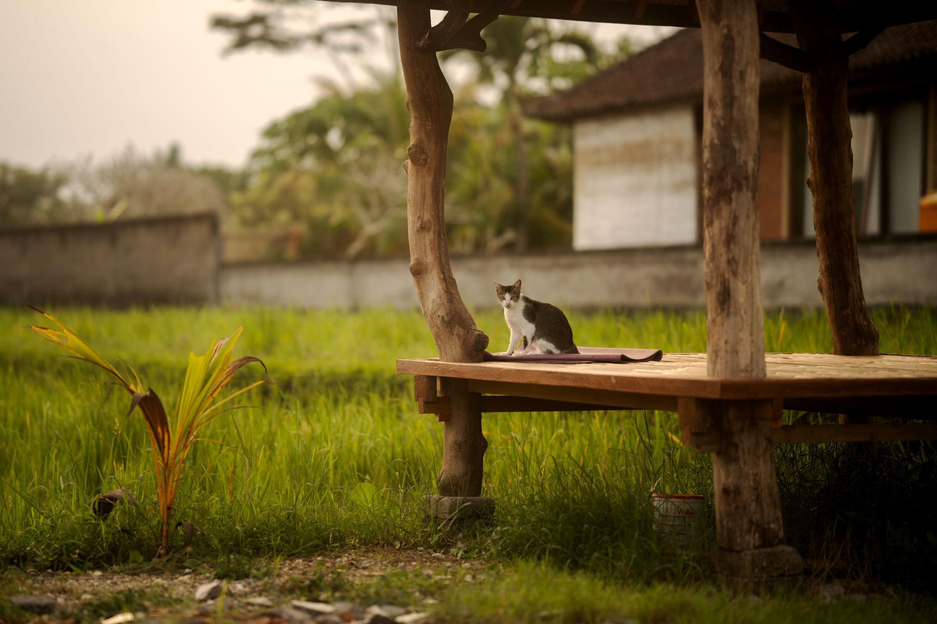 Cat Sitting in a Wooden Gazebo