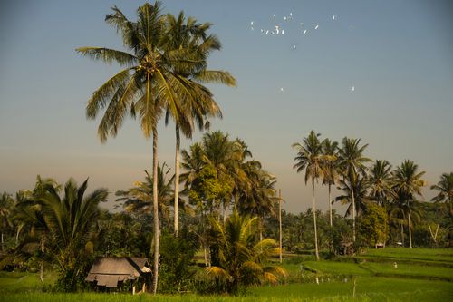 Free Lush tropical landscape with palm trees and a small house under a clear sky. Stock Photo