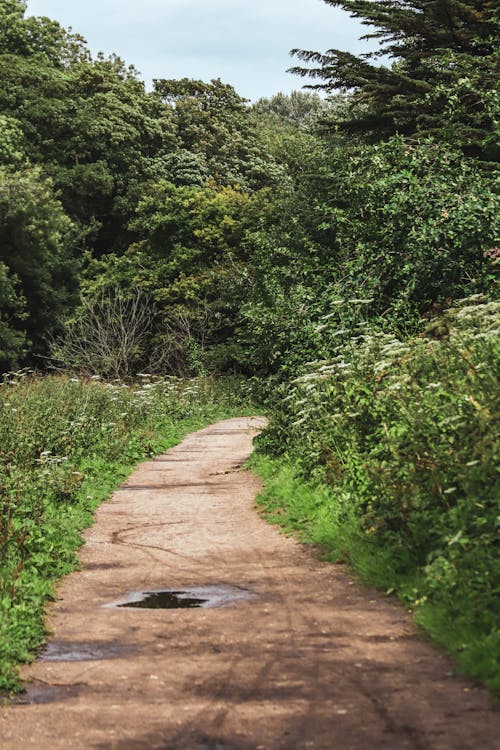 Gratis stockfoto met bomen, gebladerte, verticaal schot