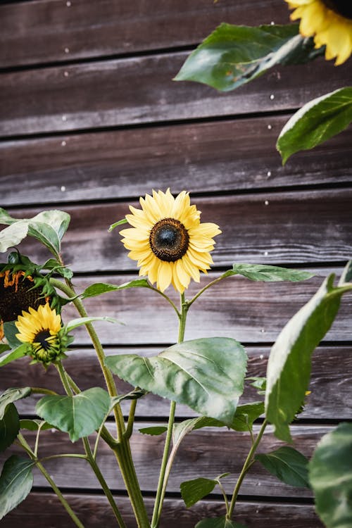 Sunflowers Growing by Wooden House