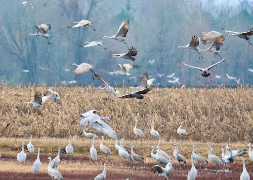 alan, beyaz kuşlar, doğa içeren Ücretsiz stok fotoğraf