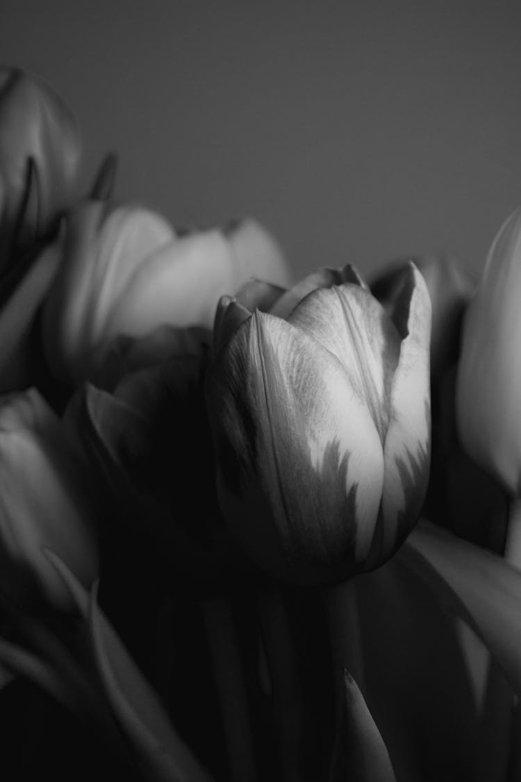 Tulip Flower Close Up