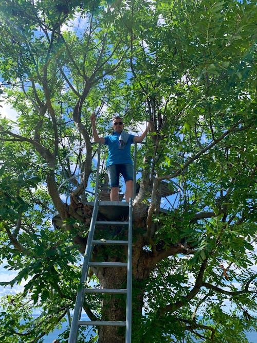 Foto profissional grátis de árvores, coroas de árvores, escada