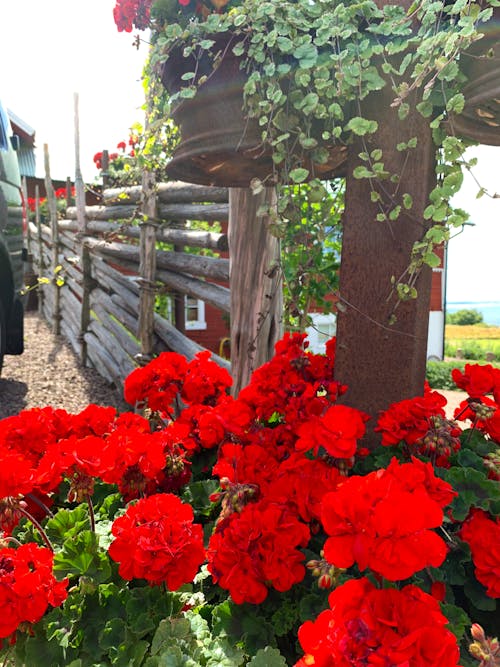 Foto profissional grátis de flores, gerânio, gerânios