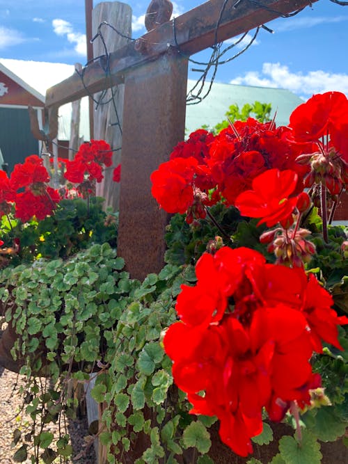 籬笆, 紅花 的 免費圖庫相片