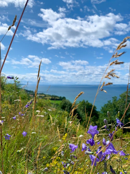 Foto profissional grátis de bluebell, campo de flores, flores azuis