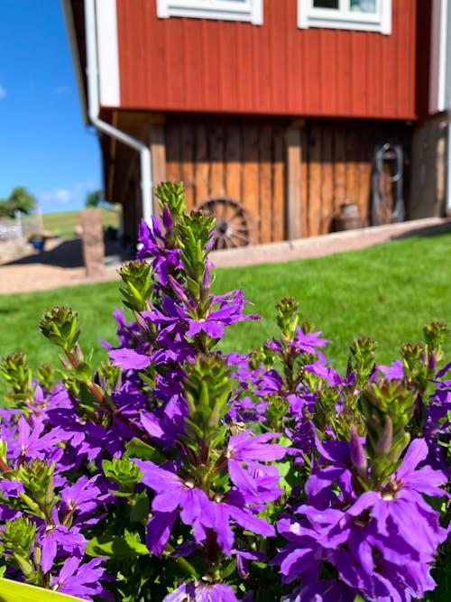 Foto profissional grátis de casa vermelha, flor lilás, flores lilás