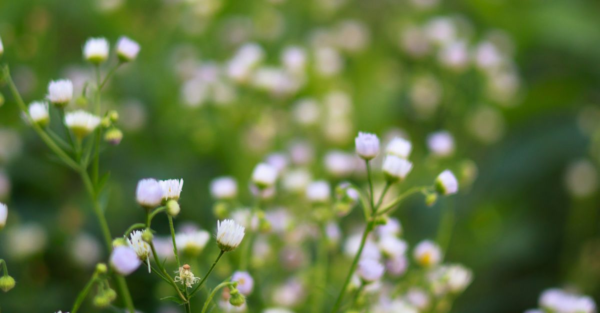 Tiny Spring Flowers · Free Stock Photo