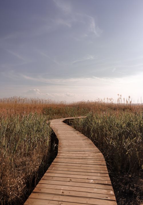 Free Wooden boardwalk winding through marshland under a clear blue sky. Stock Photo