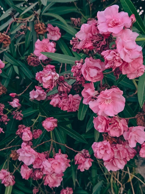 Close-up of Oleander Flowers and Leaves 