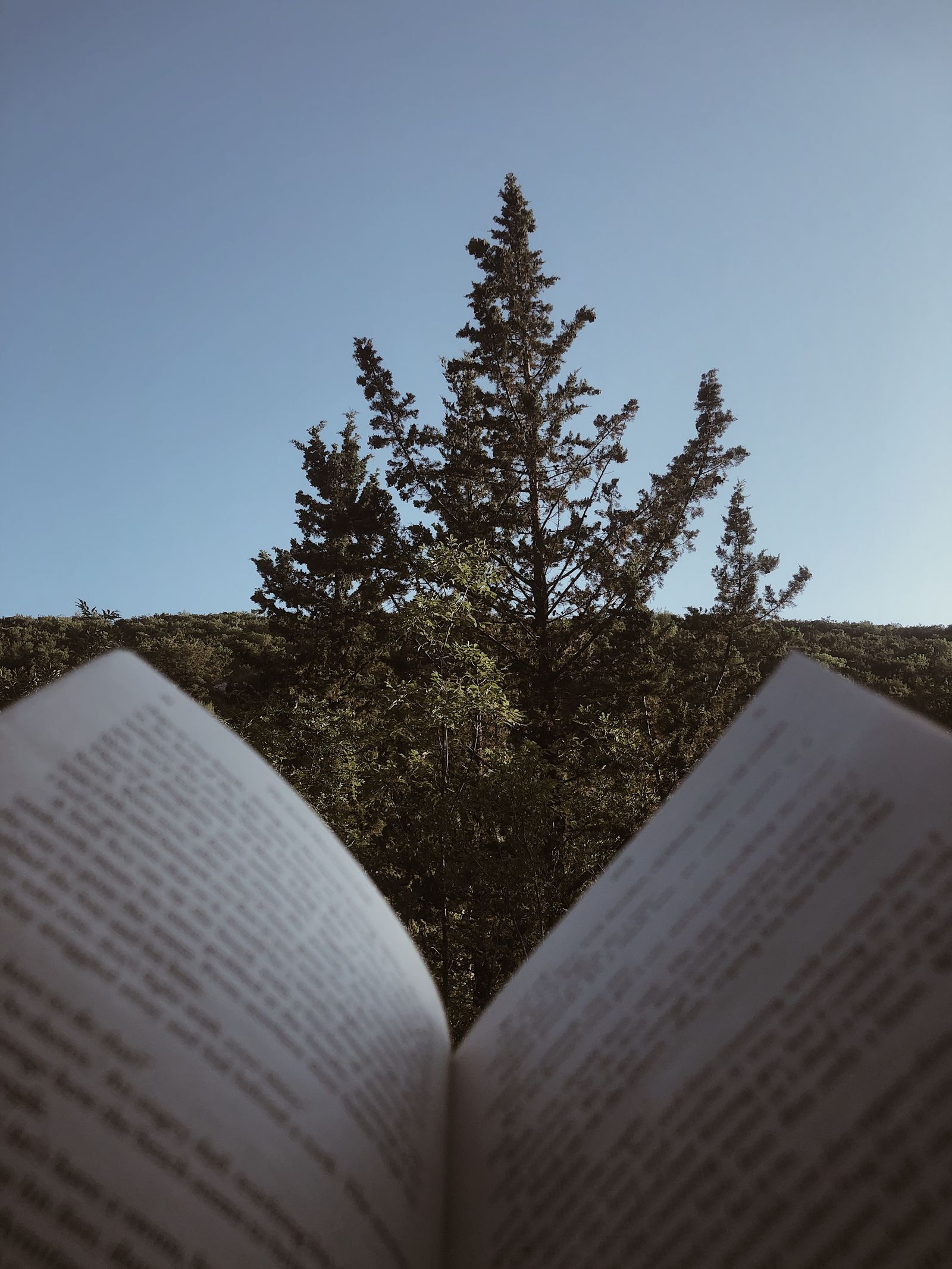 An open book in a serene natural forest setting