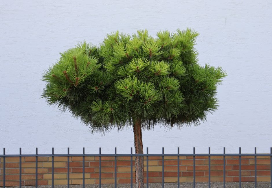 Architectural evergreen planting