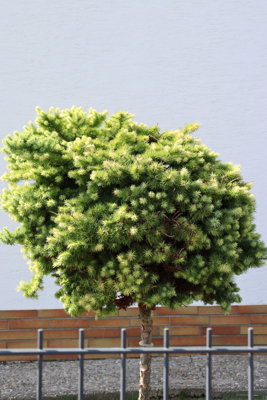 Keeping Your Dwarf Conifers Compact & Bushy: A Guide to Strategic Pinching, Shearing, and Pruning for Perfect Form in Small Spaces