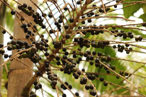 Cacho de açaí