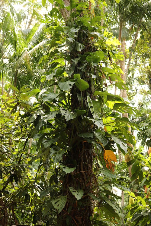 Floresta amazônica - Costela de adão