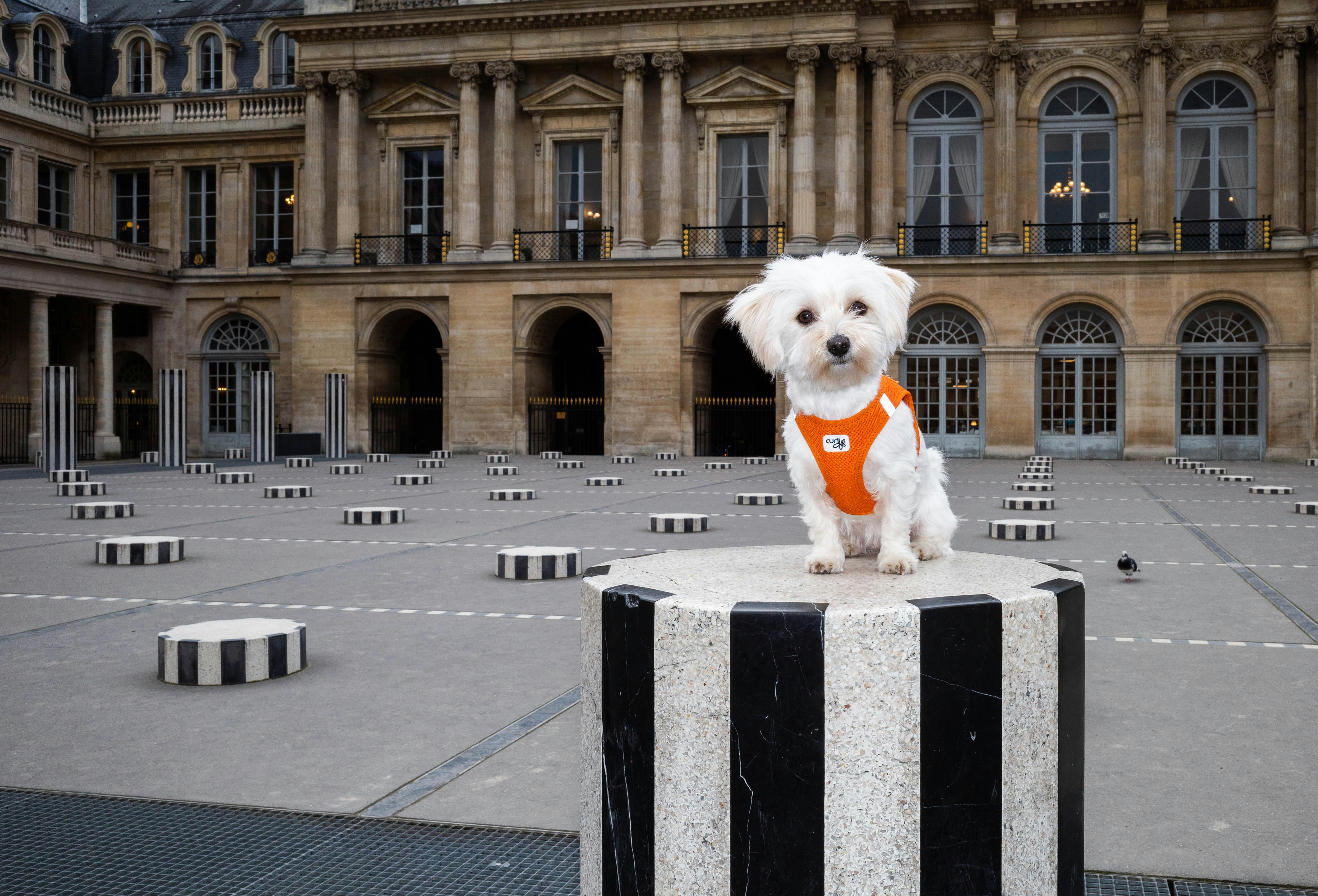 Adorable dog in orange vest sitting on striped column at Palais Royal, Paris. Perfect travel shot.