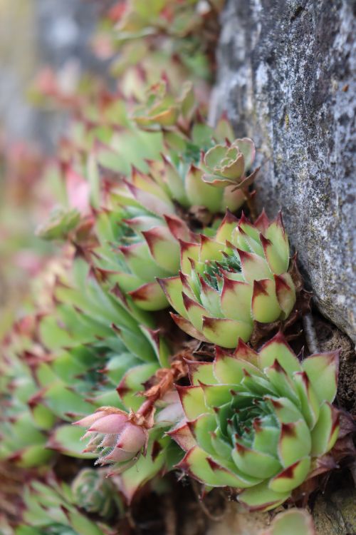 Free Detailed close-up of green sempervivum succulents growing on a rock surface, showcasing nature's resilience. Stock Photo
