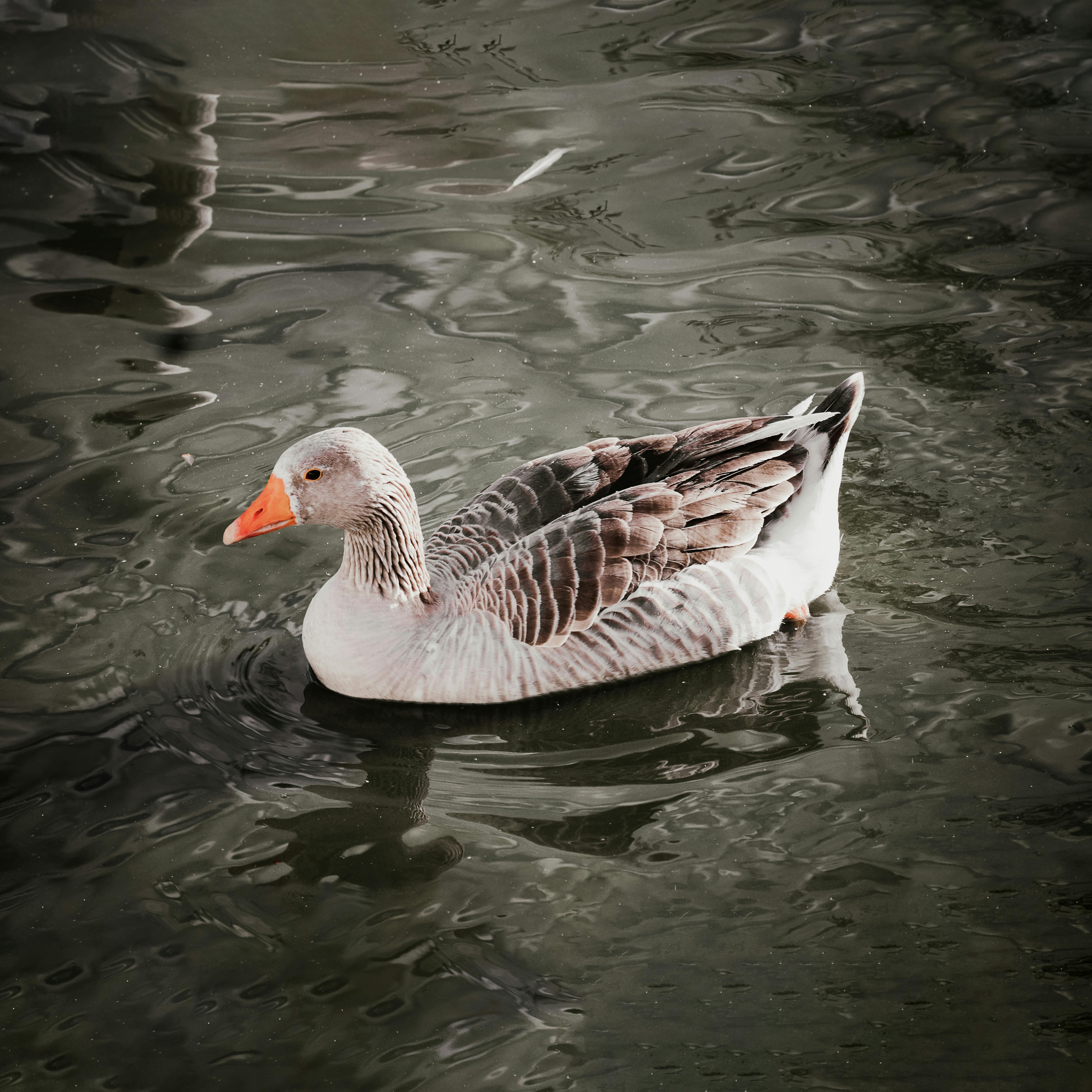 A serene image of a Greylag Goose gracefully floating on a calm lake, showcasing nature's beauty.