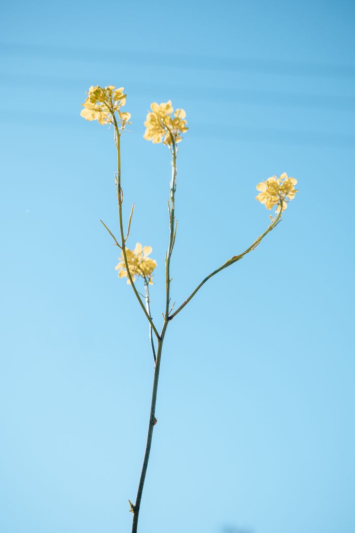A stem of delicate yellow flowers against a clear blue sky — photo by Nesshi Oliveira on Pexels