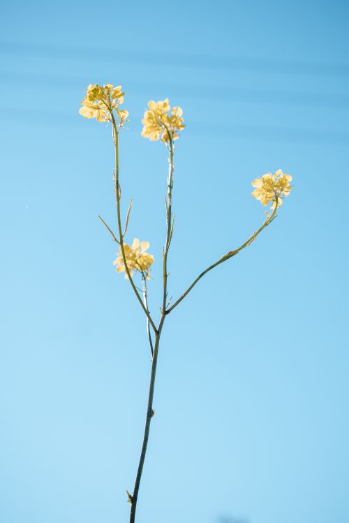 Free A single stem of delicate yellow flowers reaching up to a clear blue sky, capturing the essence of nature's simplicity. Stock Photo