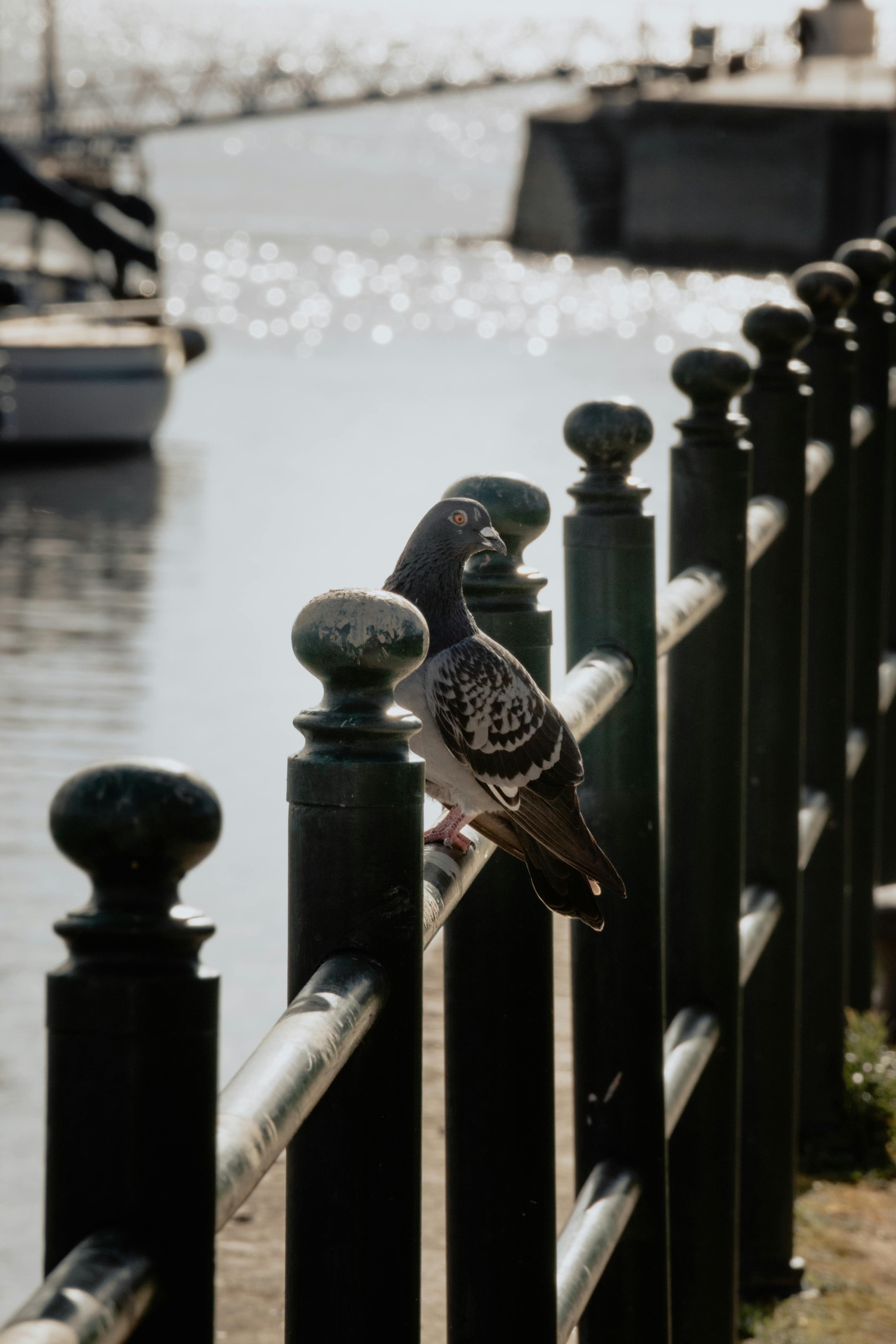 4 letter words with pigeon