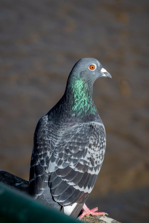 Pigeon in Nature