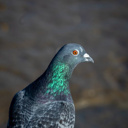 Pigeon Bird in Nature