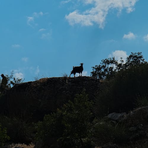 Free stock photo of 4k wallpaper, goat, nature