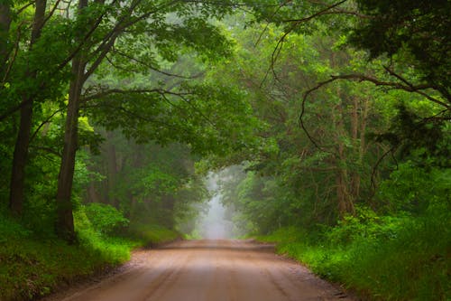 A Road in the Forest between Bright Green Trees