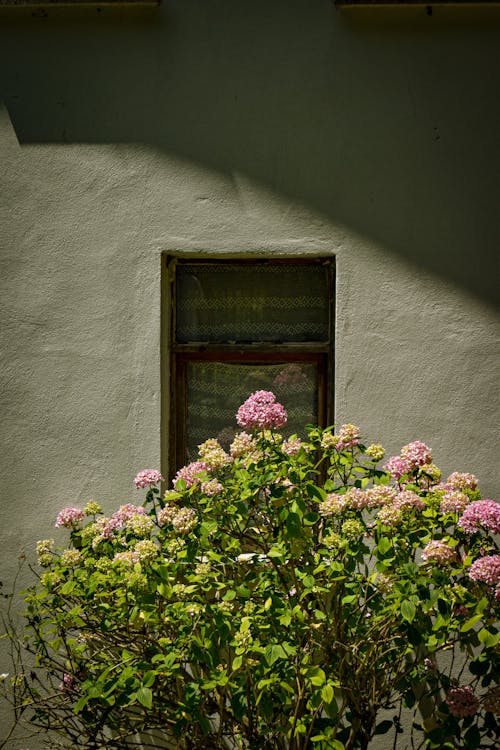 Foto stok gratis bangunan, bunga-bunga, dinding
