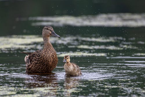 Photos gratuites de canard, caneton, eau