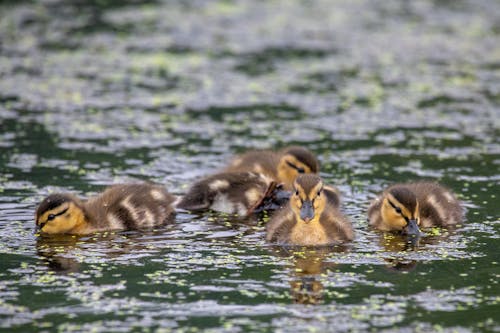 Ảnh lưu trữ miễn phí về bơi lội, chụp ảnh động vật hoang dã, goslings