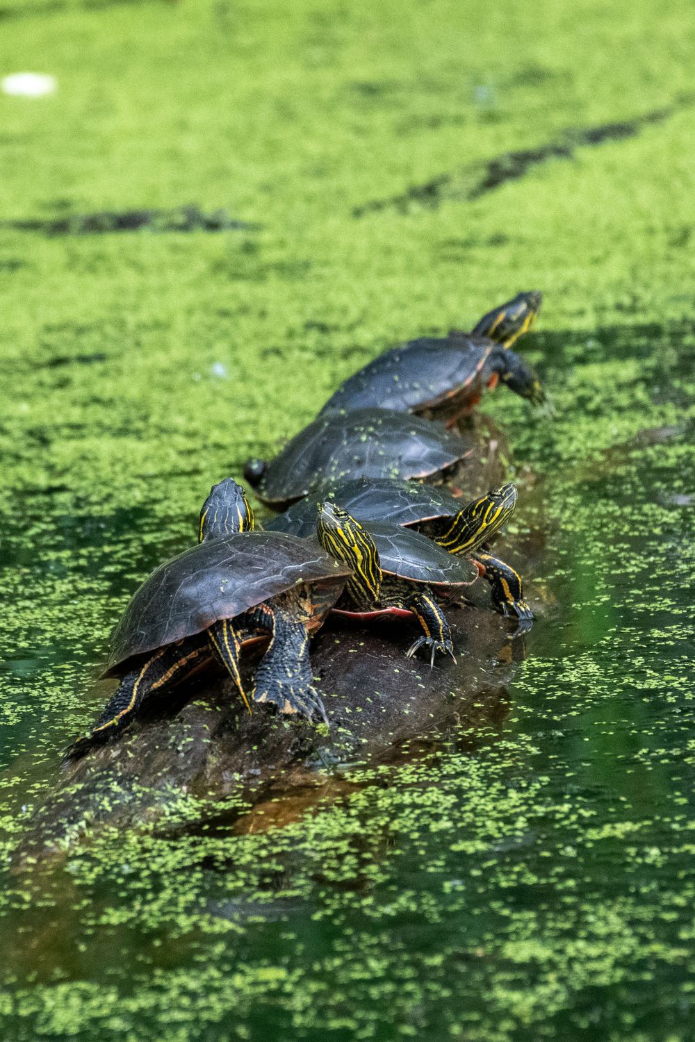 Painted Turtles in a Swamp · Free Stock Photo