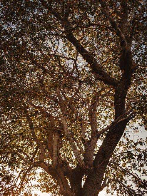 Free Low angle view of a large tree canopy with branches silhouetted against the sunset sky in Brazil. Stock Photo