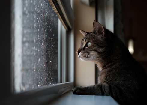 Free stock photo of animal, cat, cute