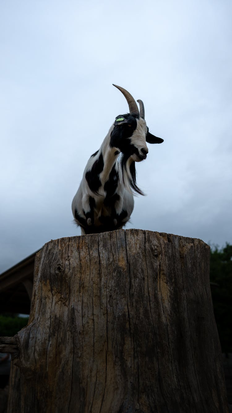 Goat On A Tree Trunk