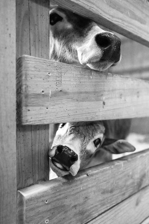 Cow and Calf Heads behind Fence