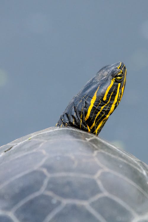 Foto d'estoc gratuïta de cap, closca, fotografia d'animals