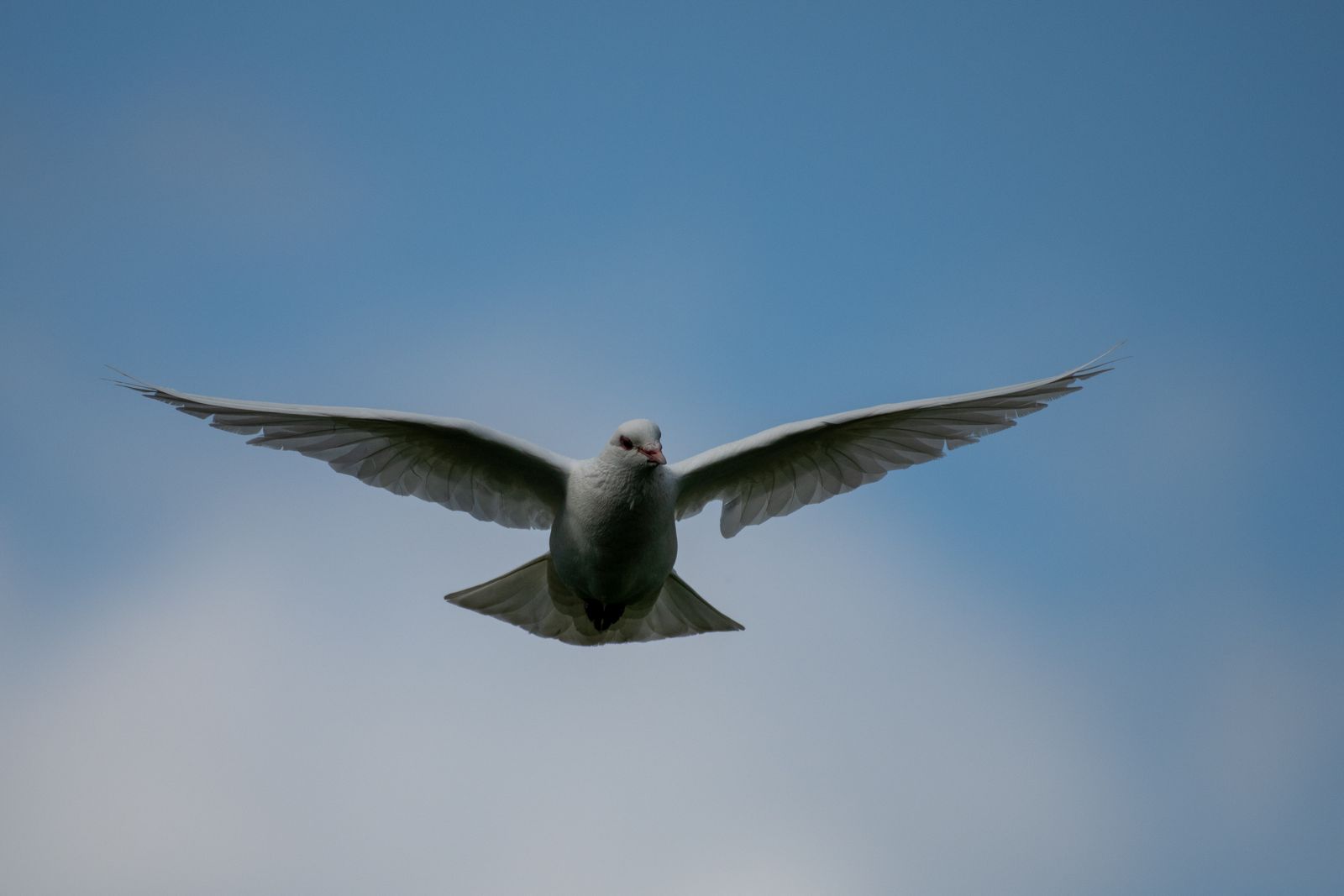 A white dove flies across a clear blue sky, symbolising the temporary truce between Russia and Ukraine.